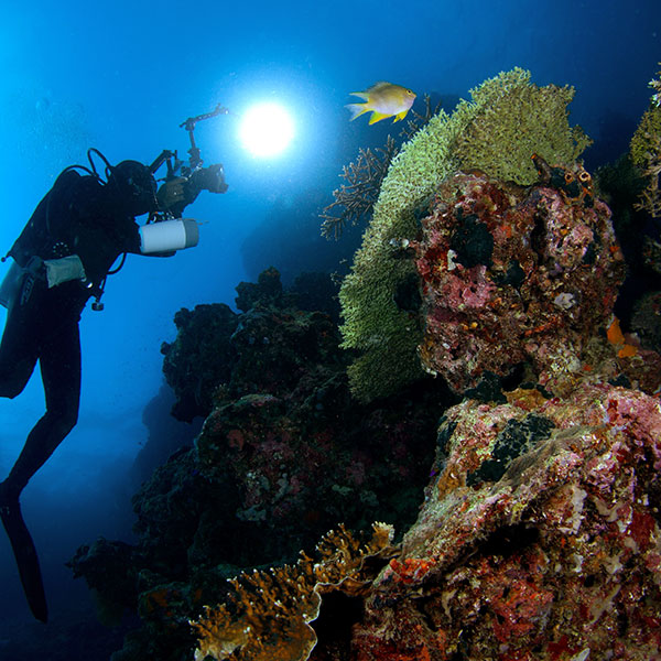 Diving in Menjangan