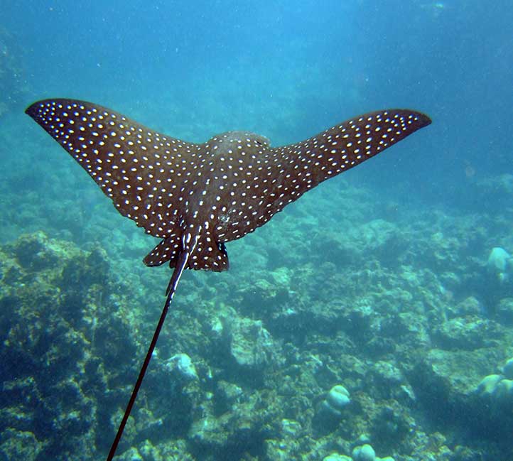 Eagle Ray in Barbados
