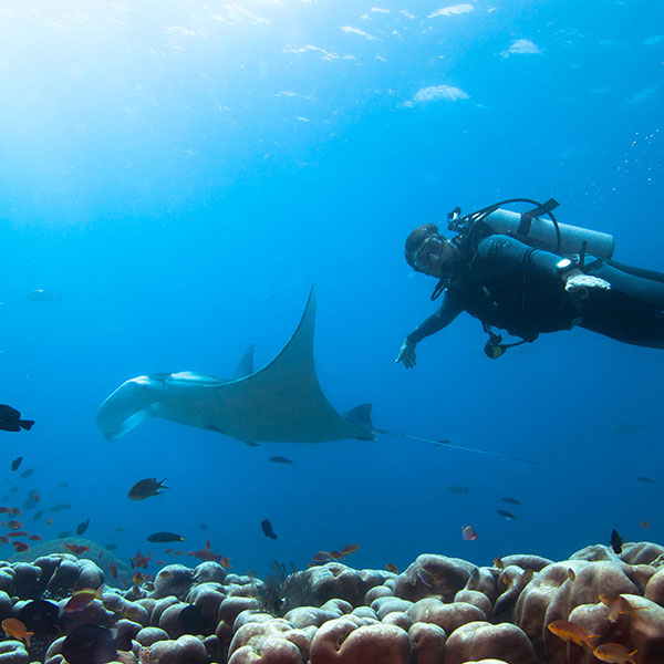 Diving with Ray