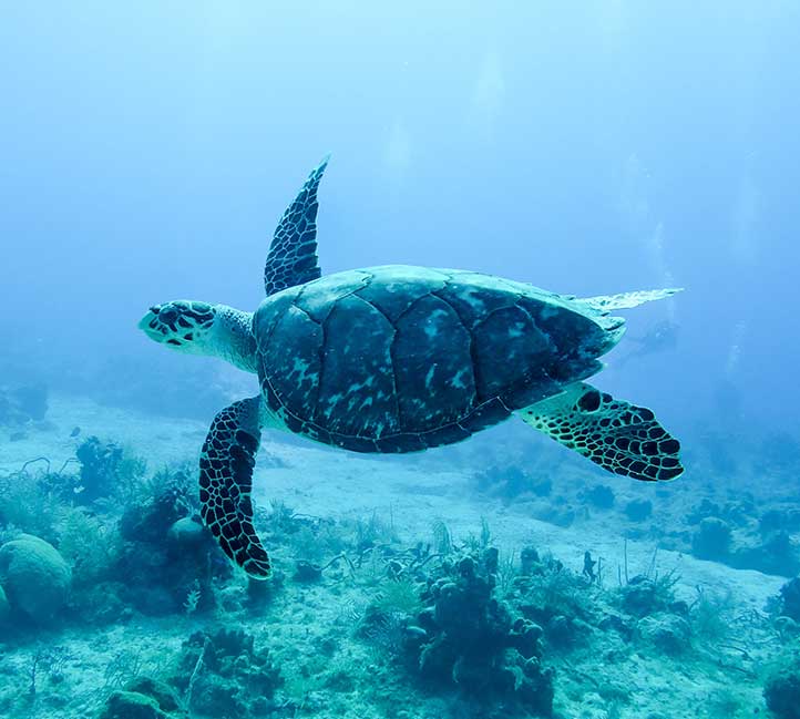 Turtle
