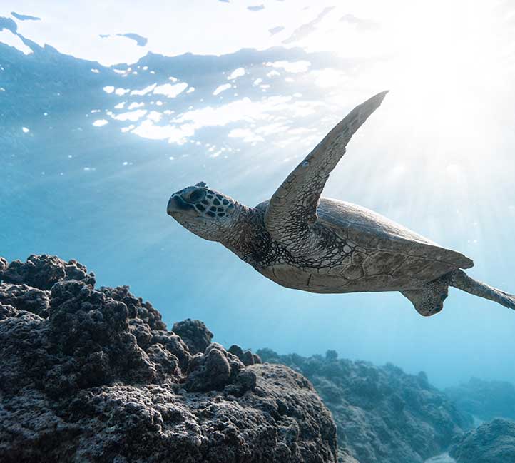 Turtle in Barbados - turtles in Barbados