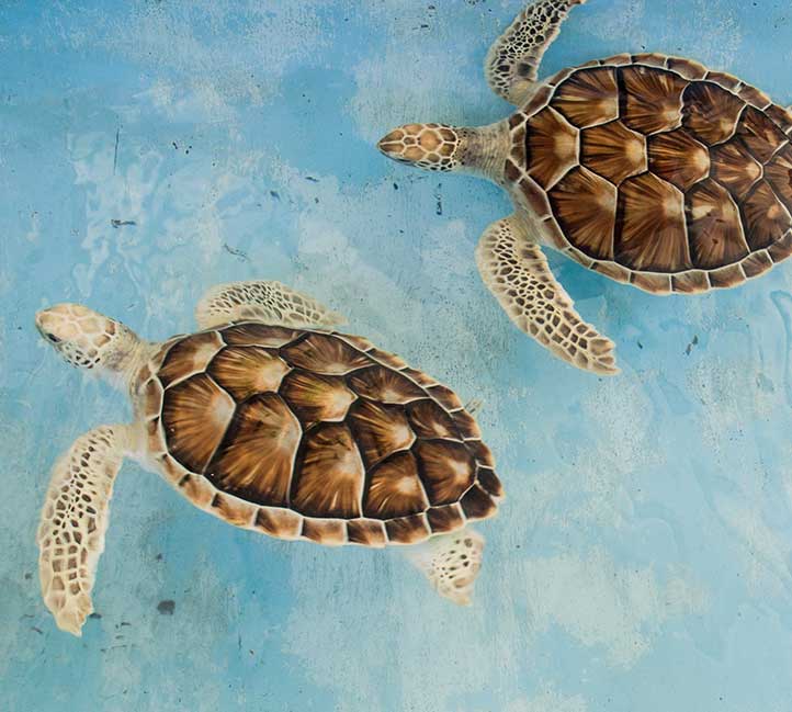Turtle in Barbados