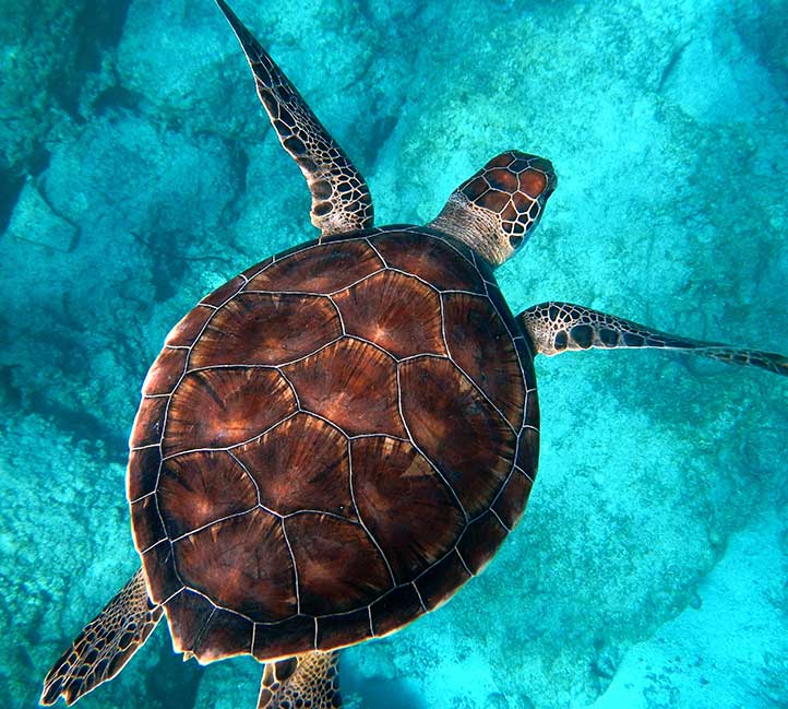 Turtle tour