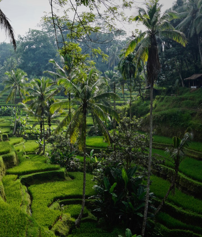 Bali Jungle