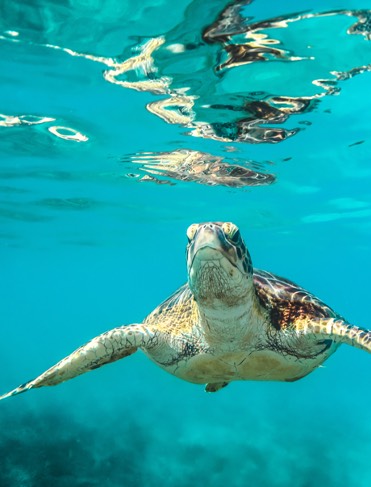 Sea Turtle Swimming Along Underwater in Barbados