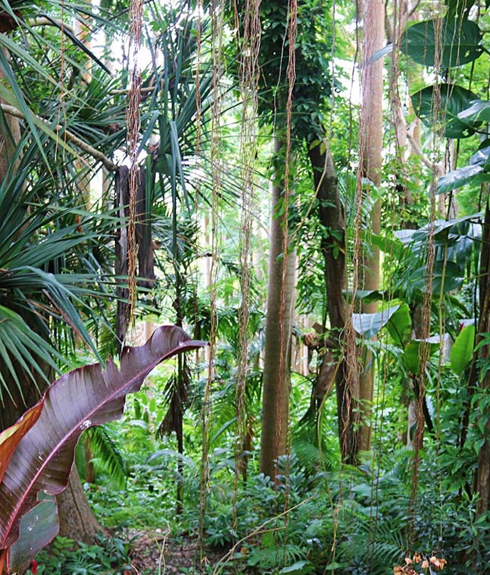 Barbados Jungle