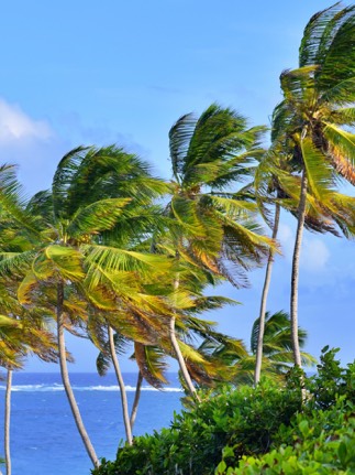 Barbados trees