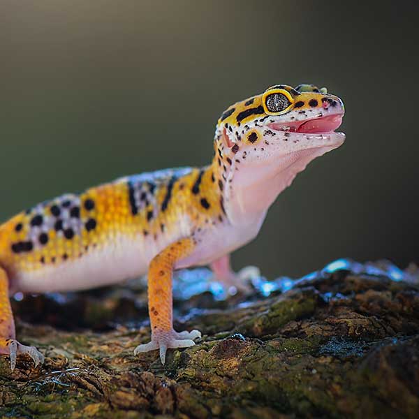 Gecko