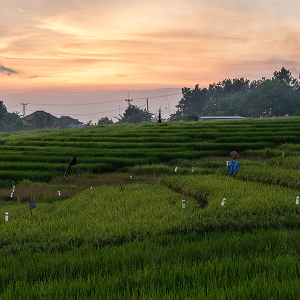 Pererenan rice field
