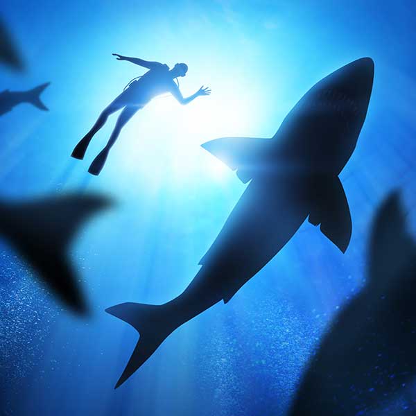 Shark Diving