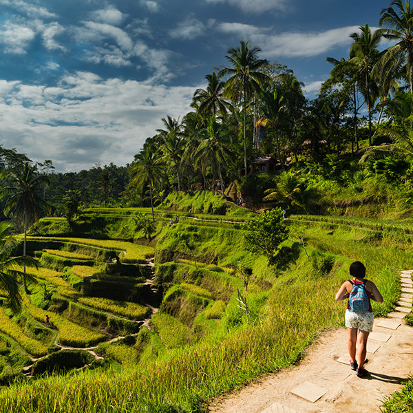 Tegalalang rice field