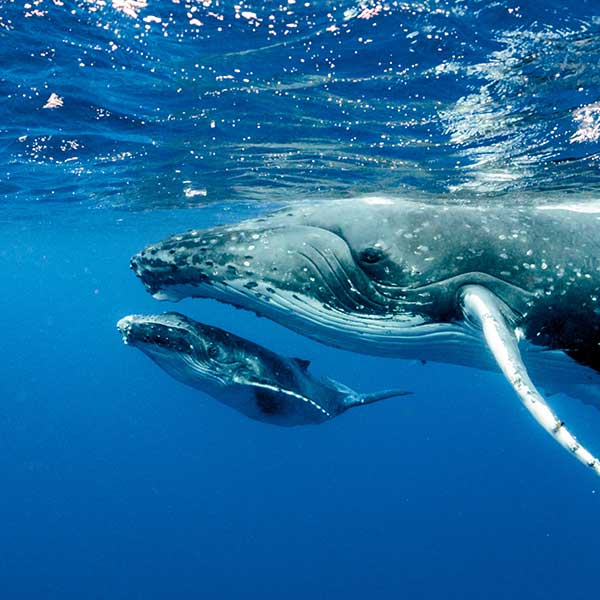 Whale Maldives