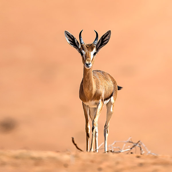 arabian-wildlife-park