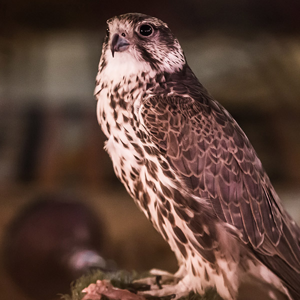 falcon-hospital