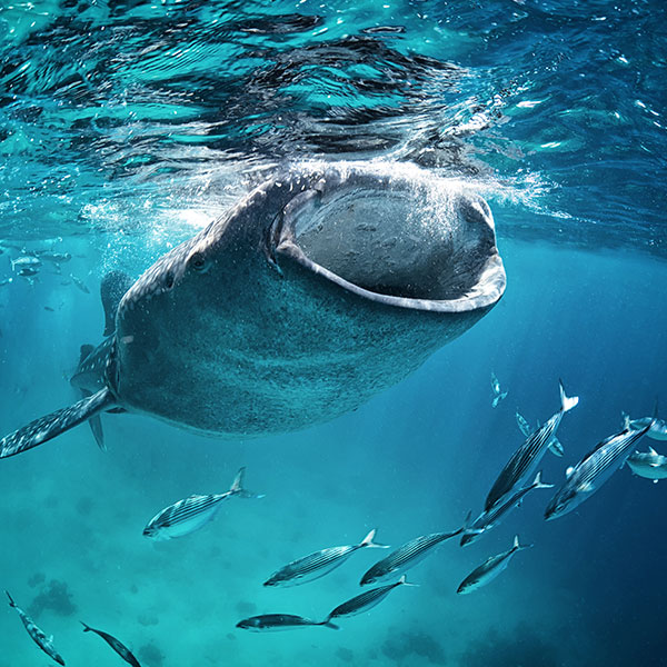 whale-shark-ceviche-tours