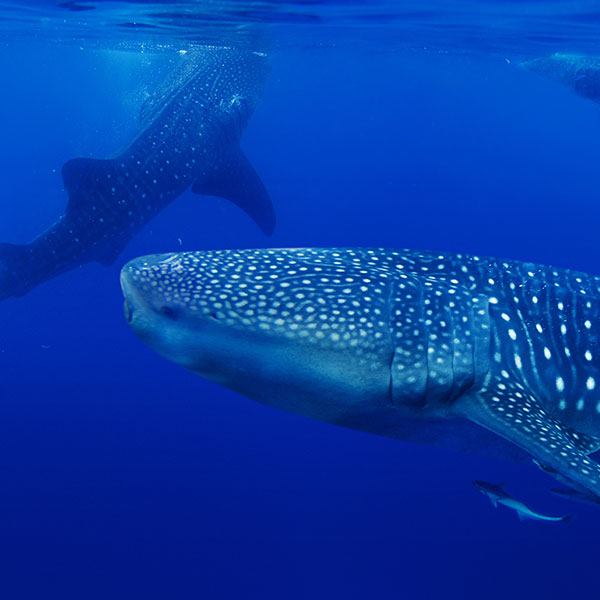 whale-shark-isla-mujeres