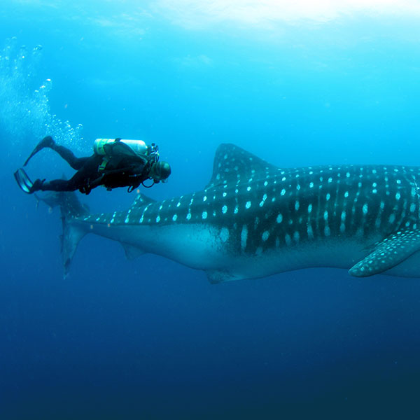 whale-shark-timing