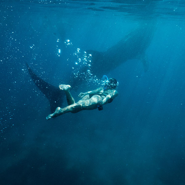 whale-shark-tours-cancun