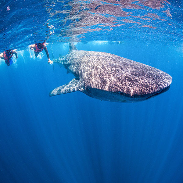 whale-shark-tours