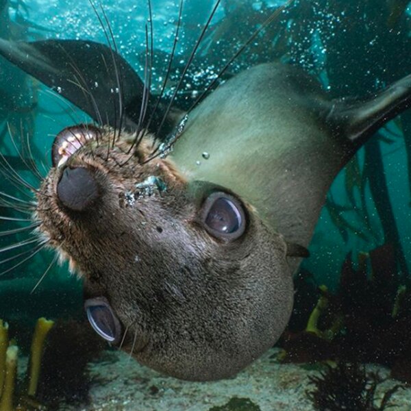 Cape Town seals