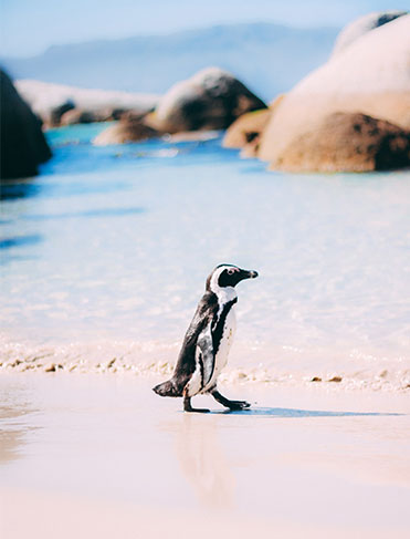 Cape Town penguin