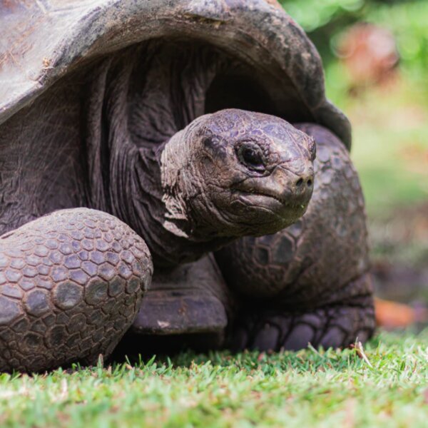 Seychelles wildlife