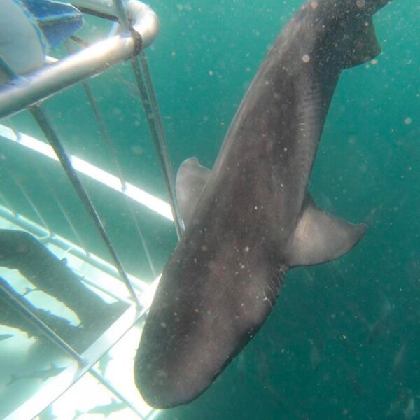 Cape Town African shark tours