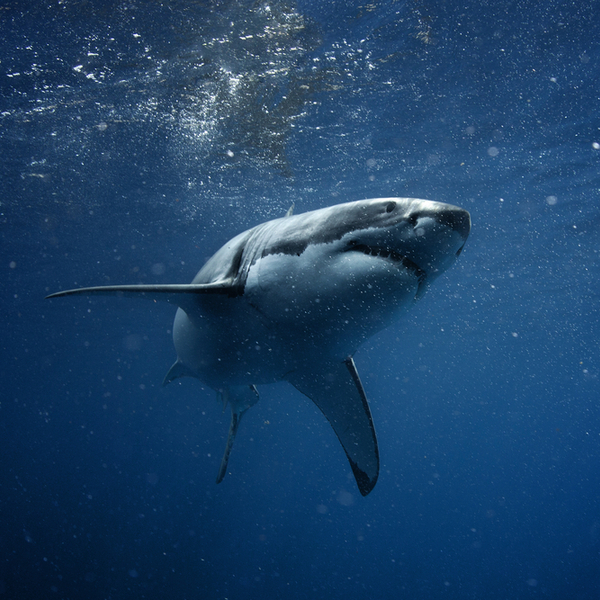 Cape Town great white shark