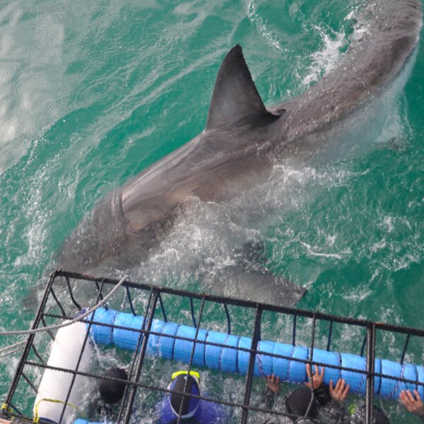 Cape Town shark lady adventures