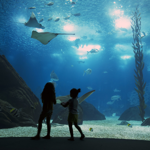 Lisbon aquarium