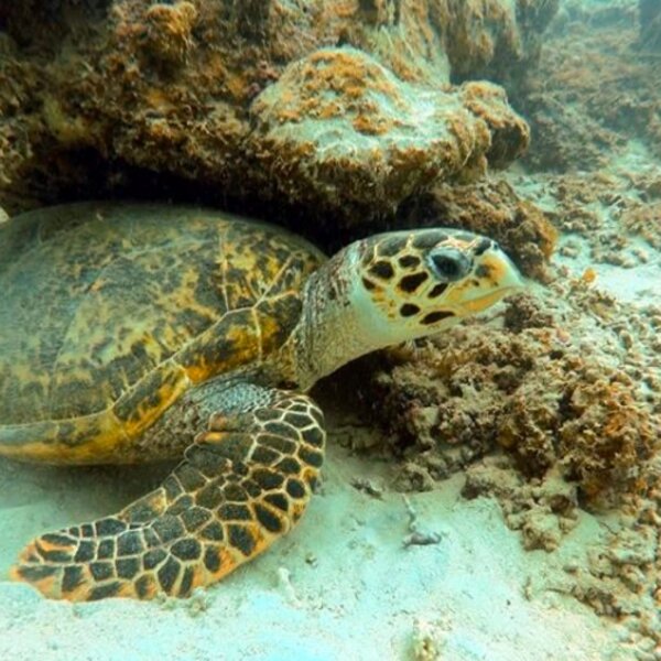 Mauritius Blue Bay Divers
