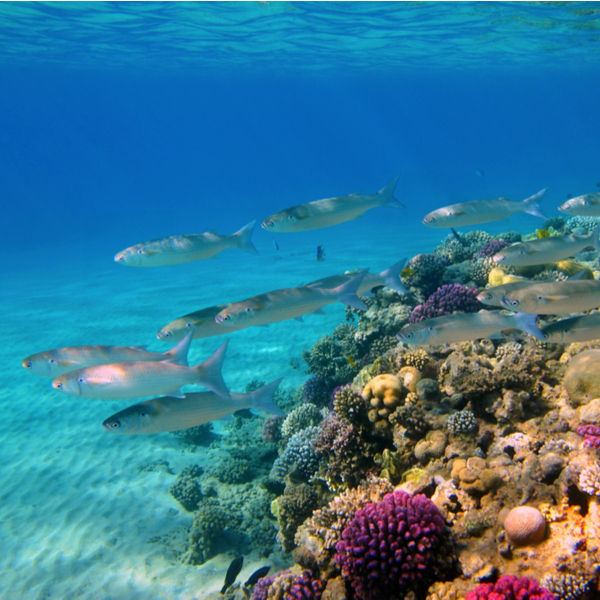 Mauritius diving grand bay aquarium
