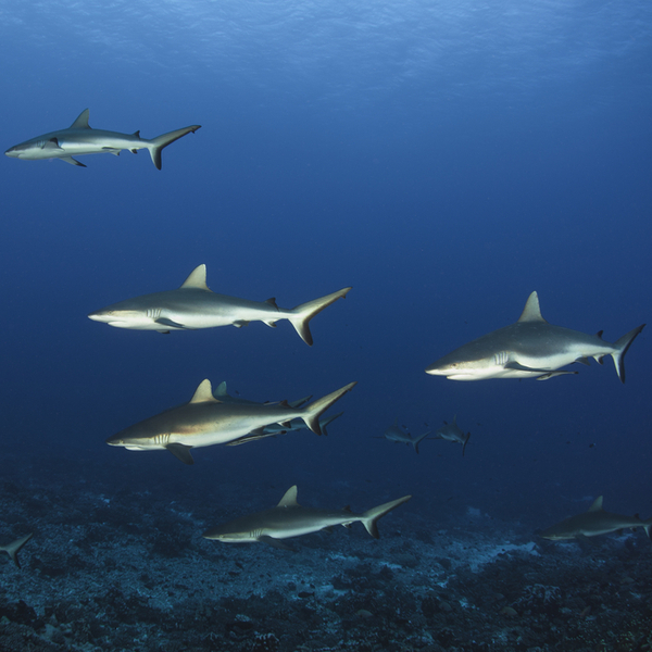 Mauritius shark pit