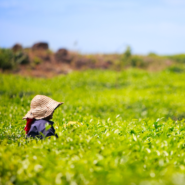 Mauritius tea plantation
