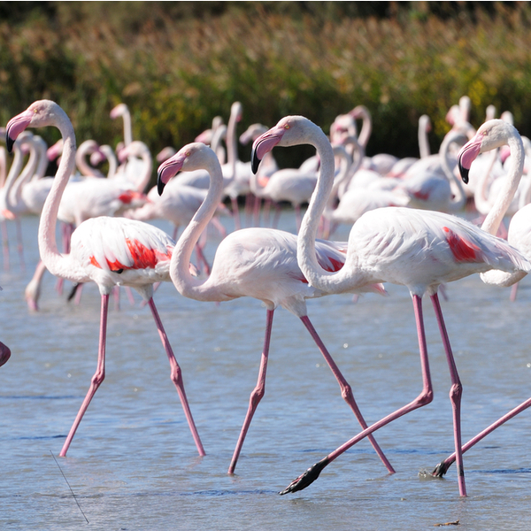 Sardinia flamingos