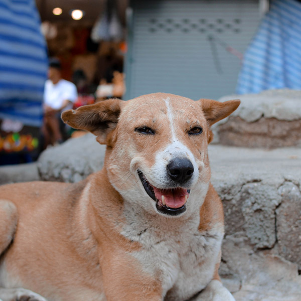 A Guide to Phuket's Ethical Animal Sanctuaries | Orbzii