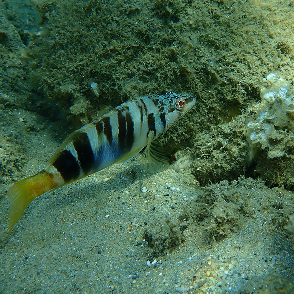 corfu diving monastery