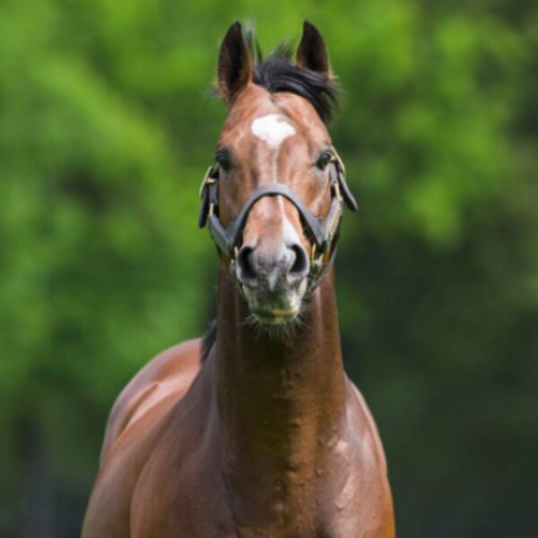 dublin irish national stud