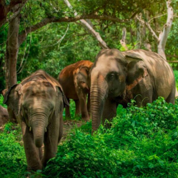 A Guide to Phuket's Ethical Animal Sanctuaries | Orbzii