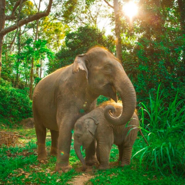 greenelephantsanctuarypark