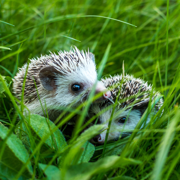 Majorca hedgehog