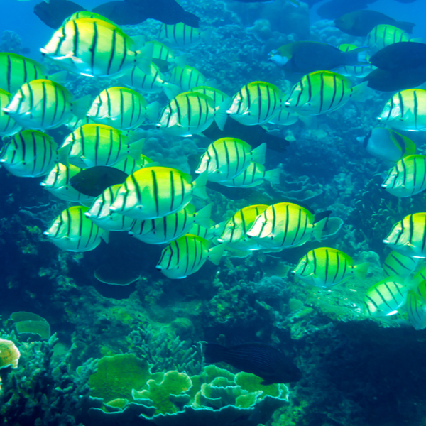 phuket ao dive