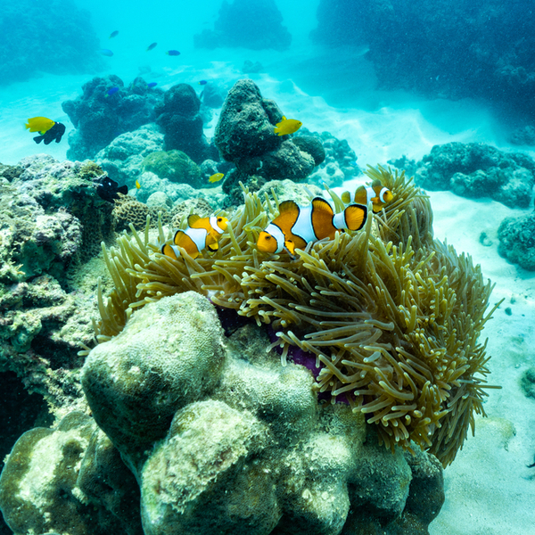 phuket dive reef