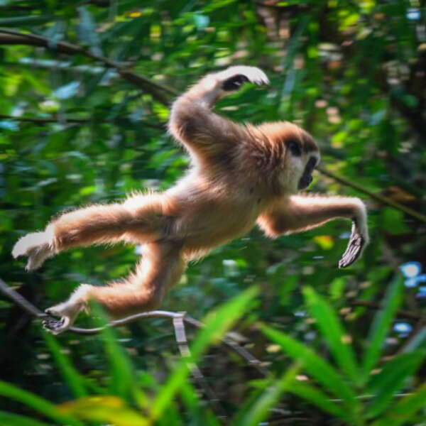 phuket gibbon rescue