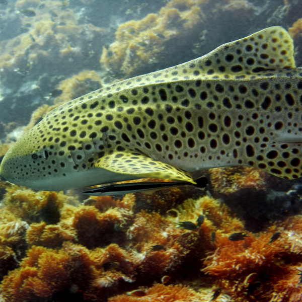 phuket leopard shark