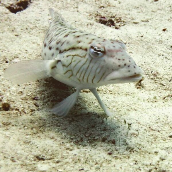 phuket merlin divers