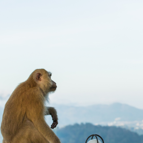 phuket monkey hill
