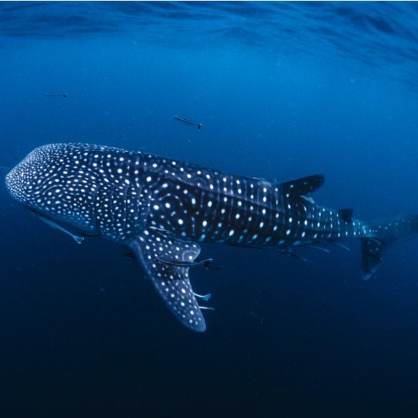 phuket whale shark