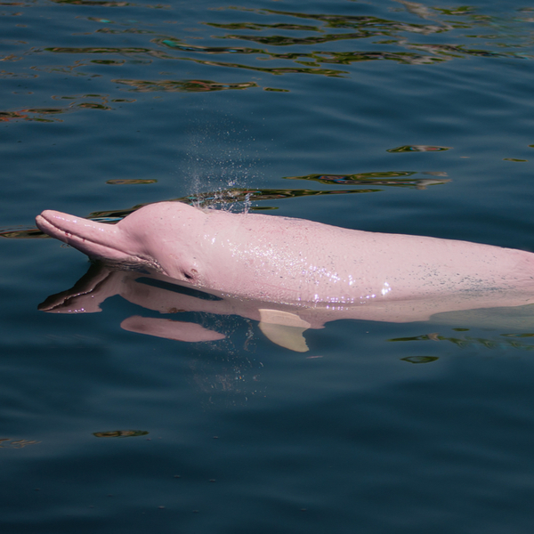 hk pink dolphin