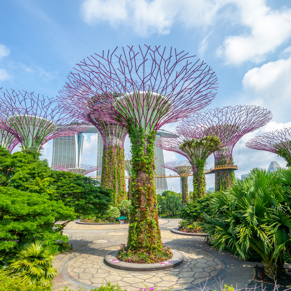 hk vs singapore trees